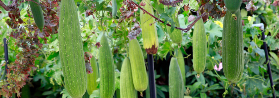 Lufa válcovitá (Luffa cylindrica či Luffa aegyptiaca) 