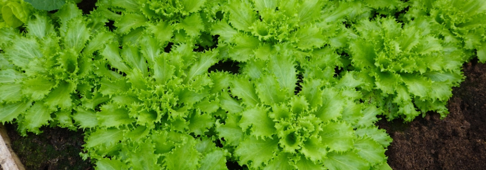 zimní štěrbák neboli endivie (Cichorium endivia) 