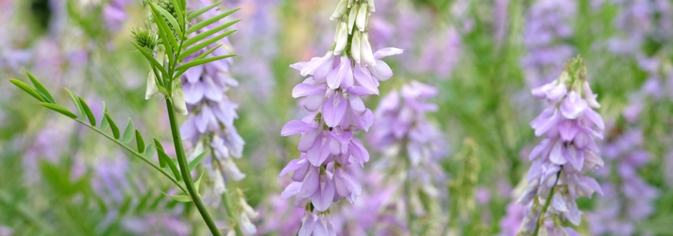 Jestřabina lékařská (Galega officinalis) 