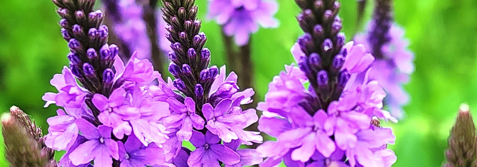 Sporýš přímý (Verbena stricta) 