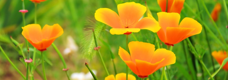 Sluncovka kalifornská (Eschscholzia californica)