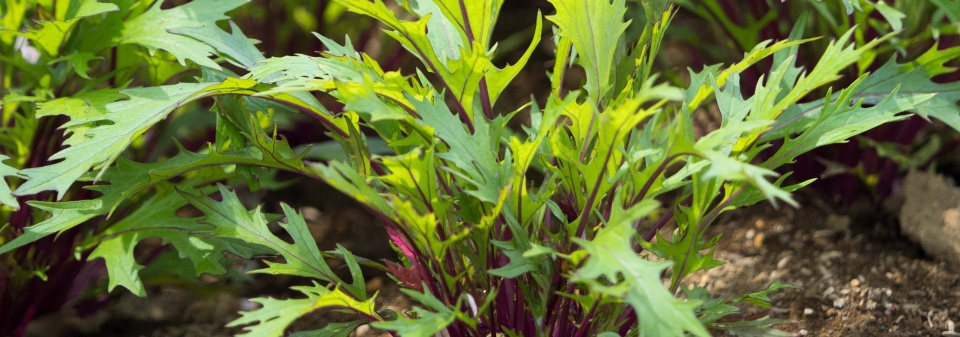 Mizuna (Brassica campestris Japonica) 