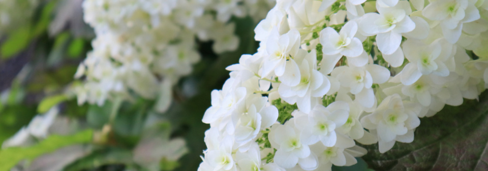Hortenzie dubolistá (Hydrangea quercifolia) 