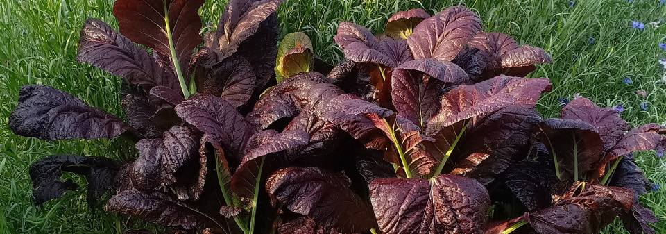 Hořčice červená (Brassica juncea)