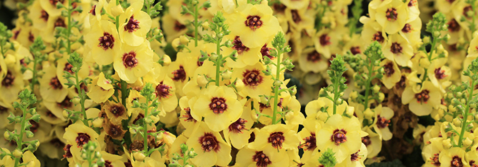 Divizna 'Dark Eyes' (Verbascum hybridum 'Dark Eyes') 