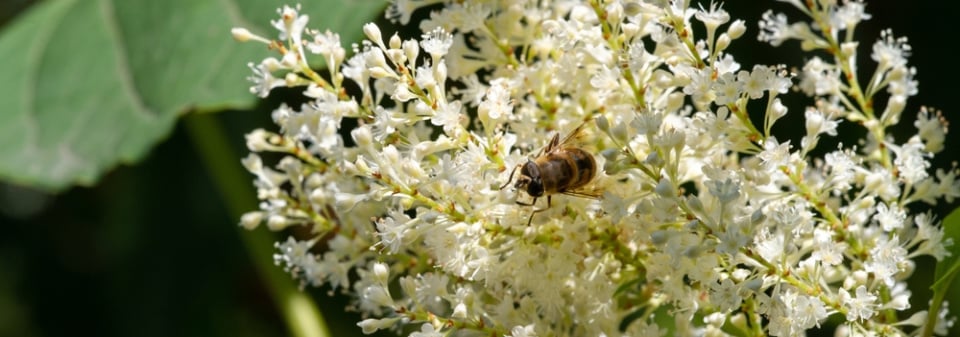Jochovec olšolistý (Clethra alnifolia) 