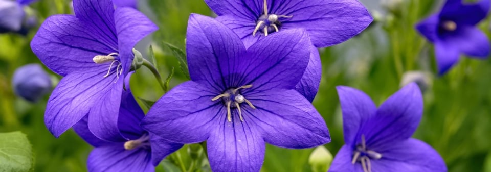 Boubelka velkokvětá, zvonkovec  (Platycodon grandiflorus)