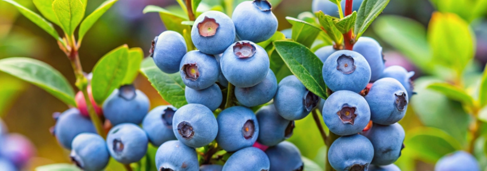 Borůvka chocholičnatá neboli zahradní borůvka (Vaccinium corymbosum) 
