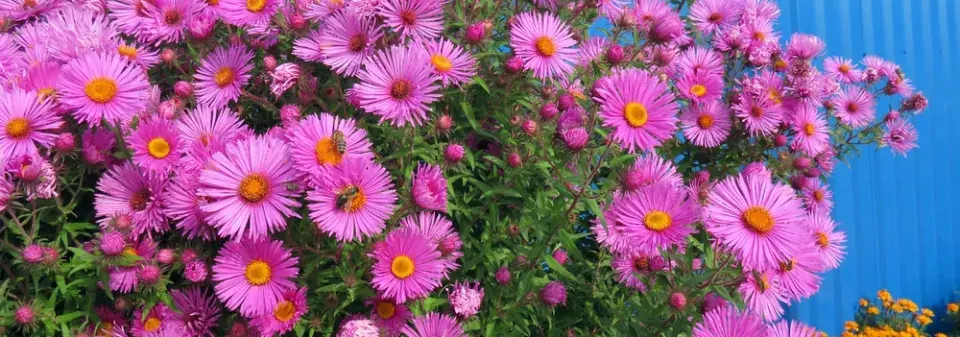 Hvězdnice novoanglická (Aster novae-angliae)