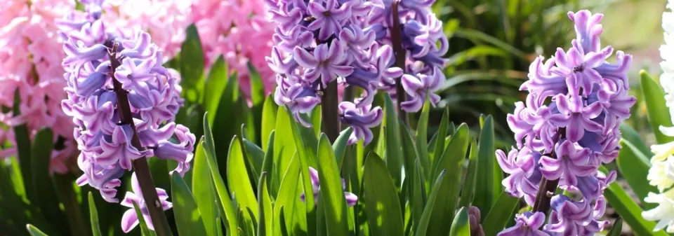 Hyacinty