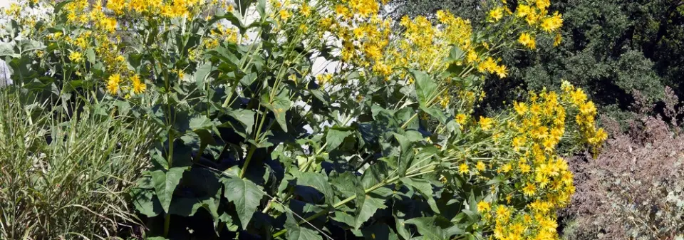 Mužák prorostlý (Silphium perfoliatum) 