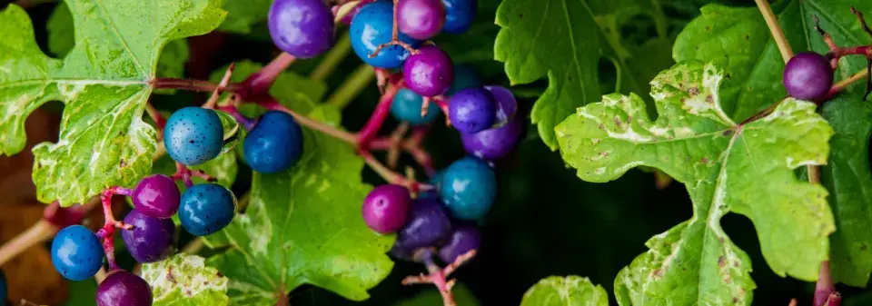 Révovník žláznatý (Ampelopsis glandulosa) 