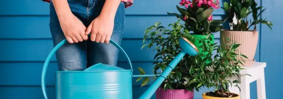 Zalévání pokojovek