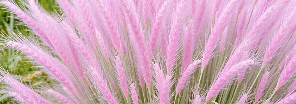Wow efekt zaručen! Tráva, která vypadá jako růžový oblak, si získává svět