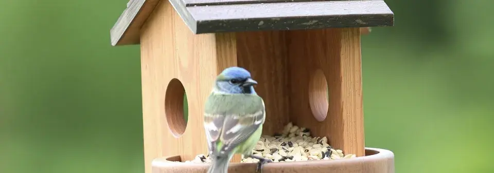 Je čas připravit ptačí krmítko