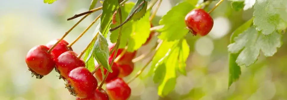 Hloh obecný (Crataegus laevigata) 