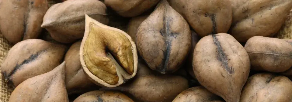 Ořešák japonský (Juglans ailantifolia)