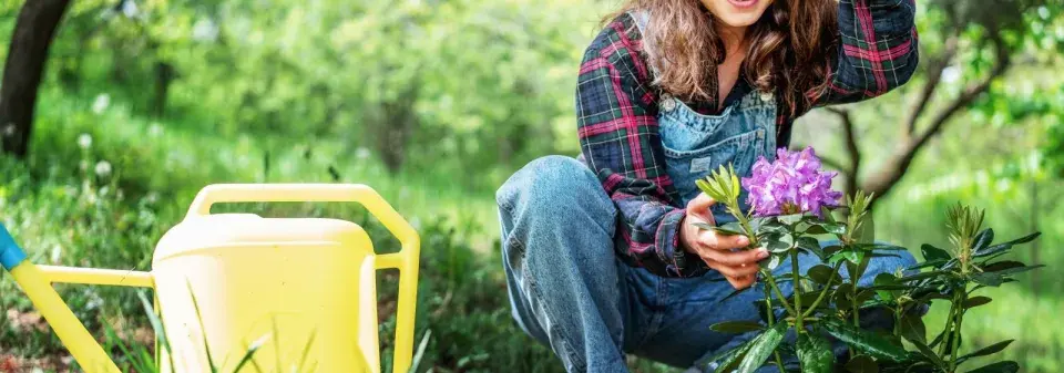 Rododendrony na podzim 
