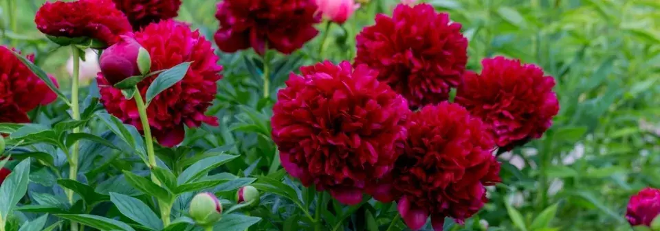 Pivoňka (Paeonia)