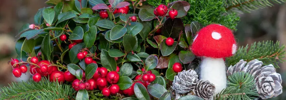 Libavka poléhavá (Gaultheria procumbens) 