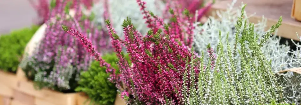 Vřes obecný (Calluna vulgaris) 
