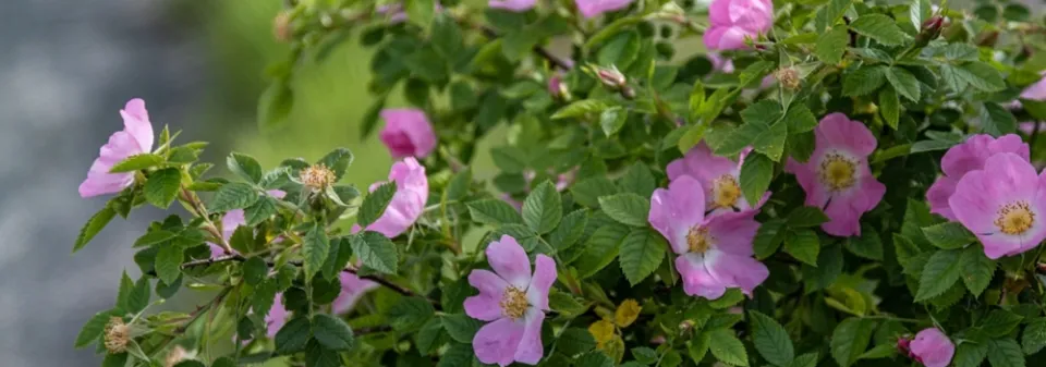 Růže dužnoplodá (Rosa villosa)