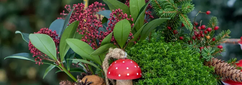 Skimie japonská (Skimmia japonica) 