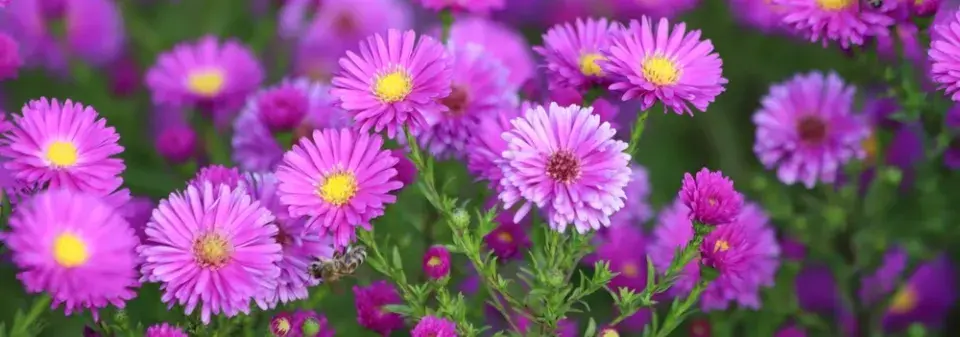 hvězdnice keříčkovitá (Aster dumosus)
