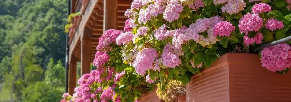 Pěstování rostlin v nádobách