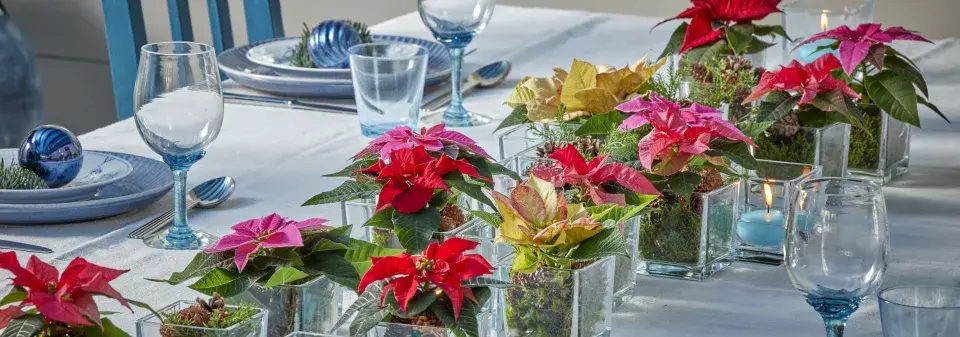 miniaturní vánoční hvězda