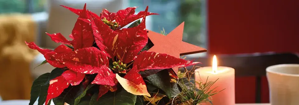 Květinové dekorace s vánoční hvězdou
