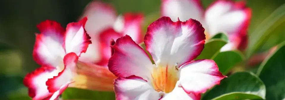 Pouštní růže, adénium ztloustlé (Adenium obesum) 
