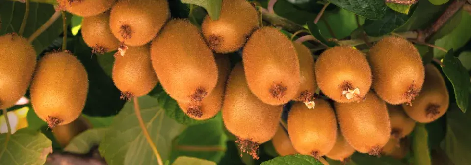 Aktinidie čínská (Actinidia chinensis)