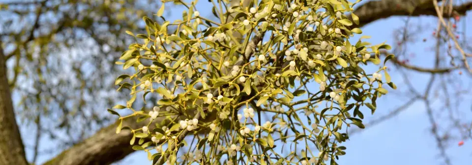 Jmelí bílé v zahradě