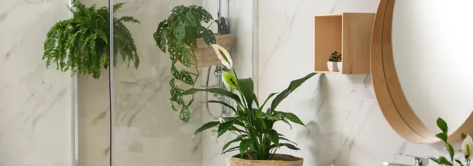 Pokojovky proti plísni