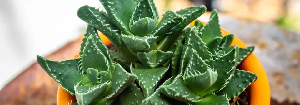 tygří tlamička (Faucaria tigrina)