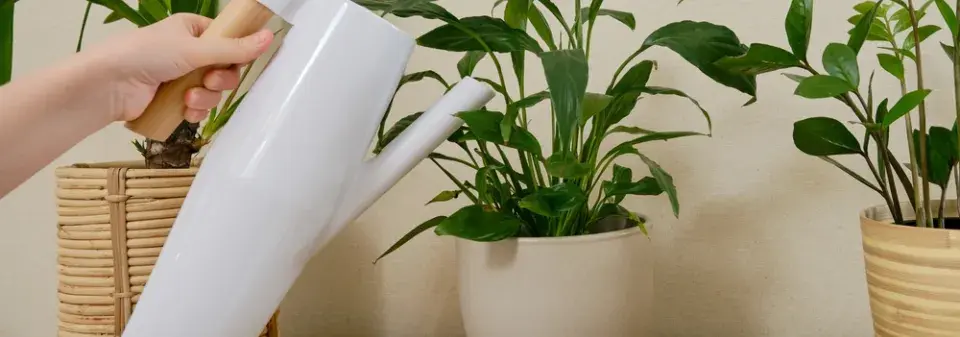 pokojovky pro tmavý byt