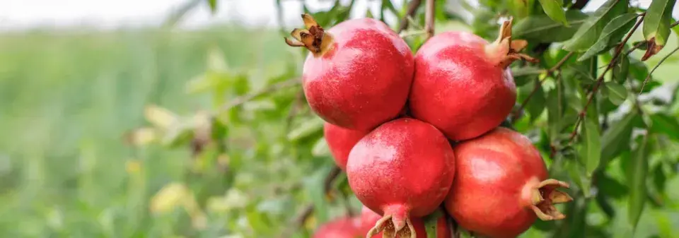 Exotické ovoce v podobě granátového jablka