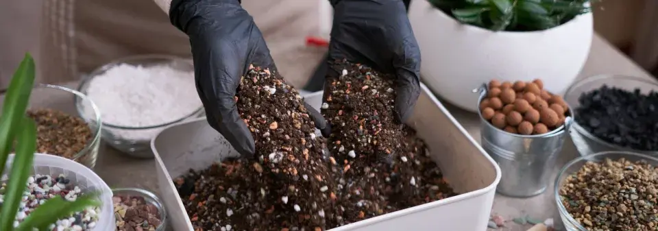 Starý substrát není vždy mrtvý substrát 