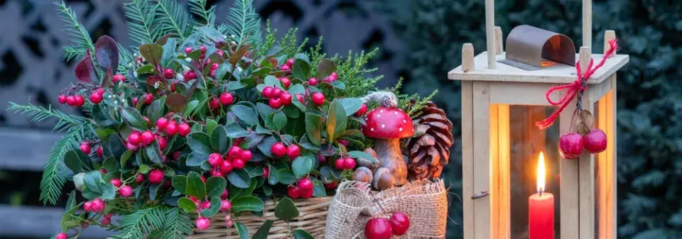 Vřesovištní rostliny