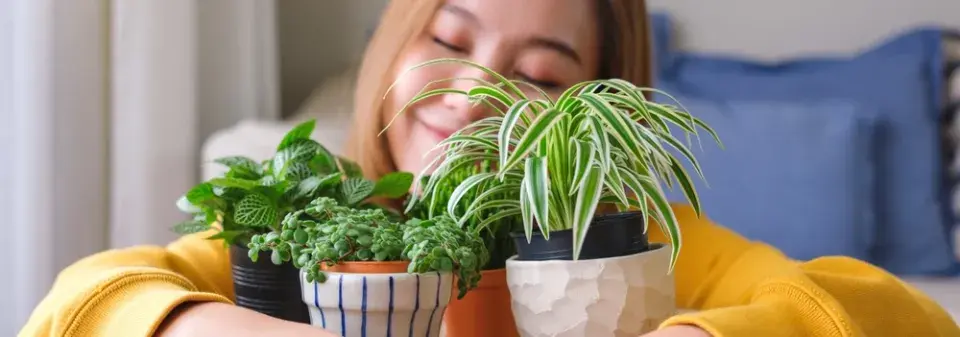 Pokojové rostliny pro začátečníky