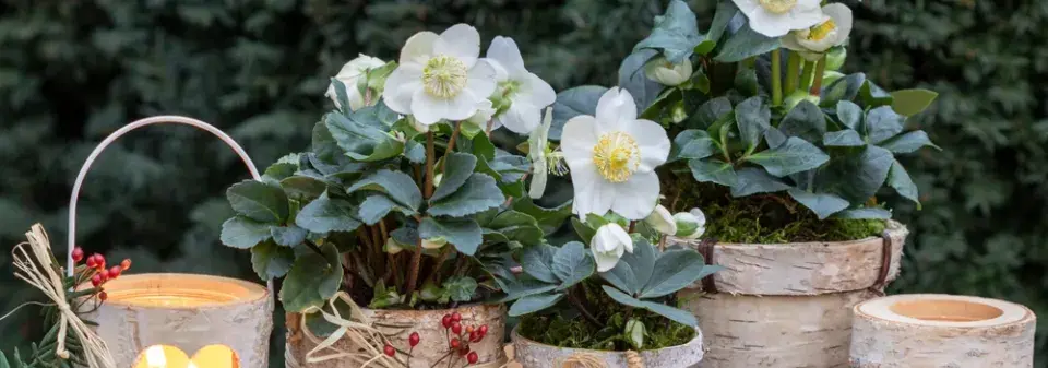Čemeřice černá (Helleborus niger) 