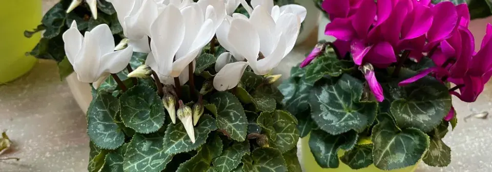 pokojový brambořík