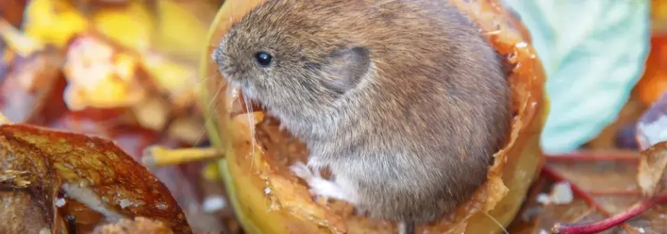 Škůdce zahrady roztomilého vzhledu