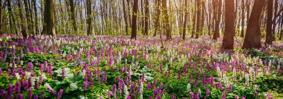 Půdopokryvné rostliny