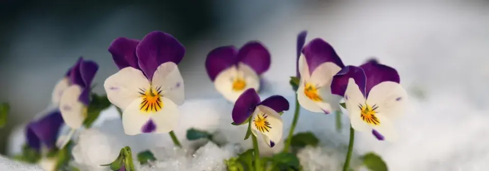 Rostliny do truhlíků 