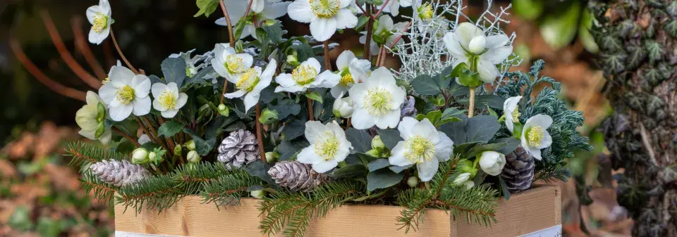 Rostliny kvetoucí v zimě