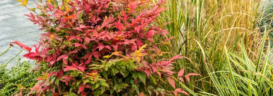 Nebeský bambus, nandina domácí (Nandina domestica) 