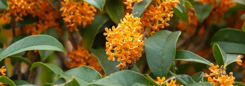 Stálezelený keř vonokvětka