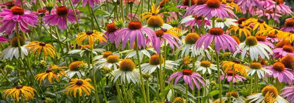 Zazimování trvalek